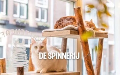 kattencafé de spinnerij tilburg