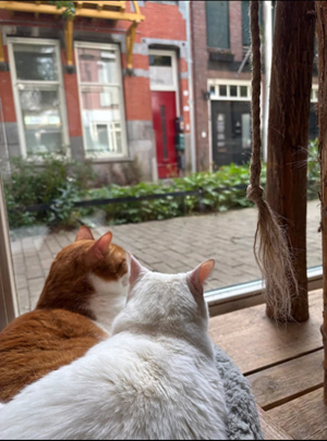 katten bij raam