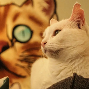 logo Kattencafé de Spinnerij Tilburg